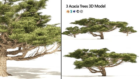 3 Acacia Trees