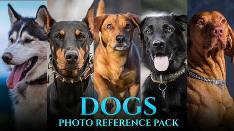 Dogs -Photo Reference Pack For Artists 145 JPEGs noAI