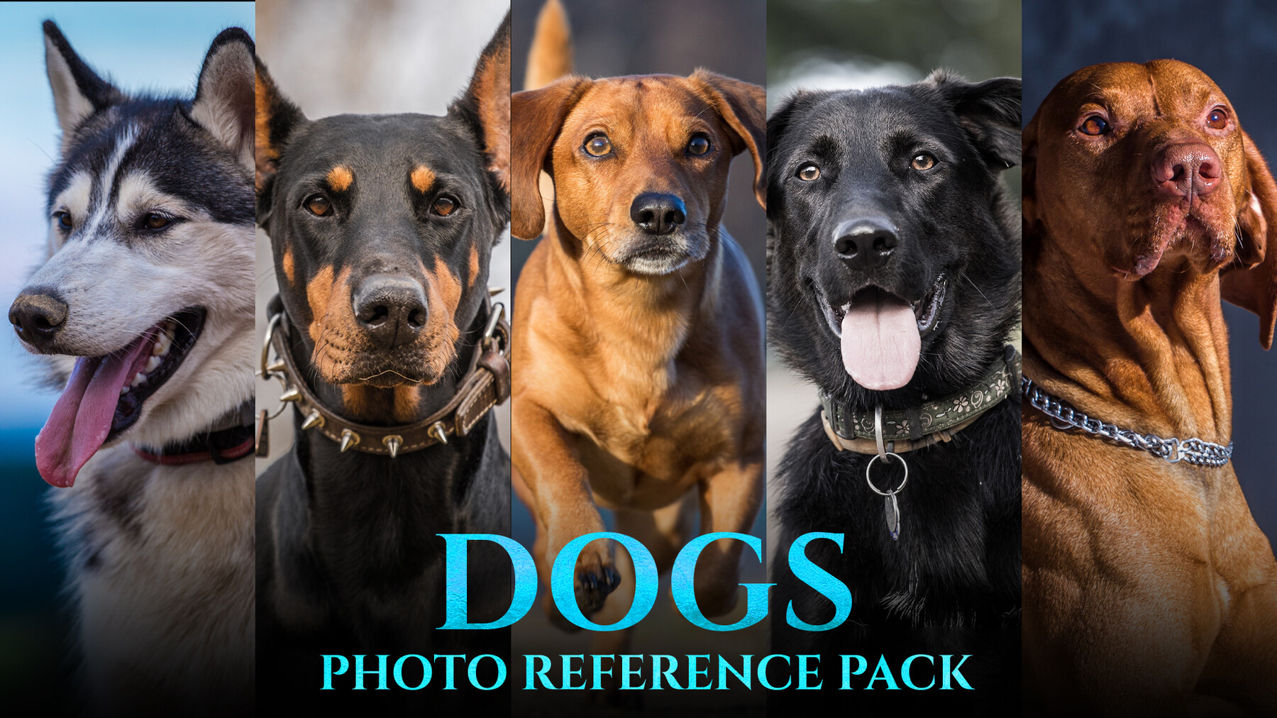 ArtStation - Dogs -Photo Reference Pack For Artists 145 JPEGs | Resources