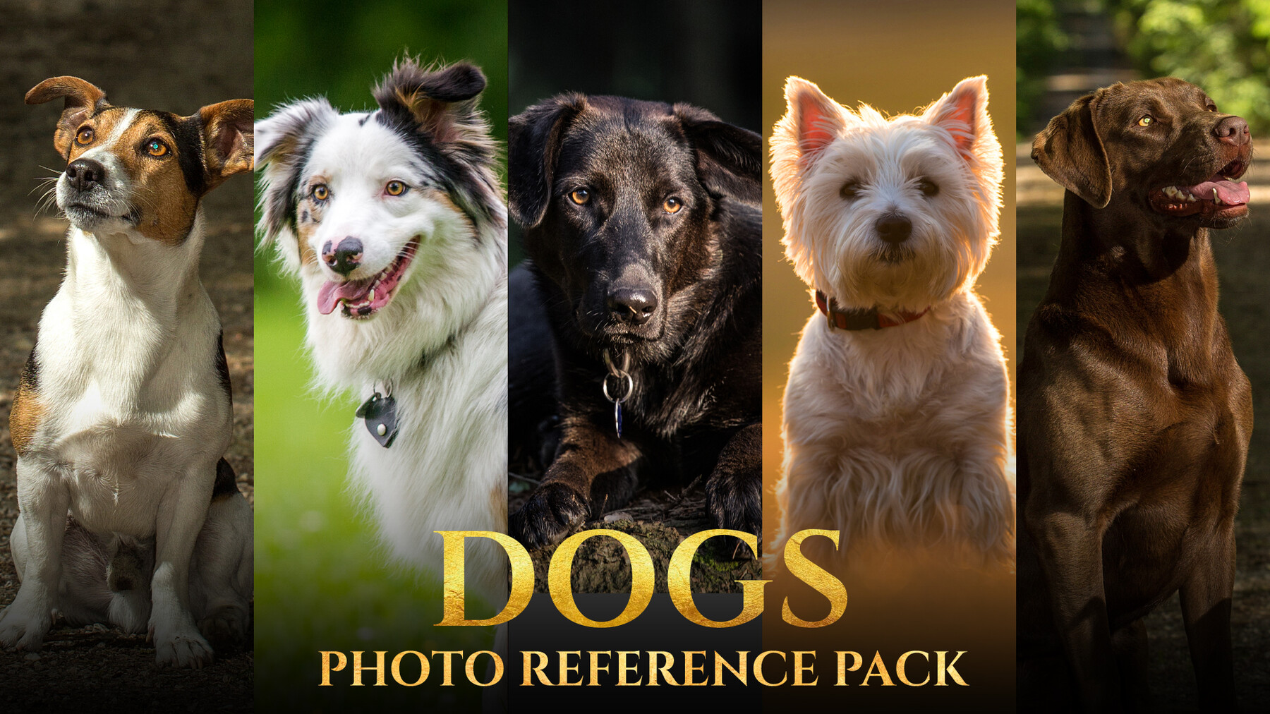 ArtStation - Dogs -Photo Reference Pack For Artists 145 JPEGs noAI ...
