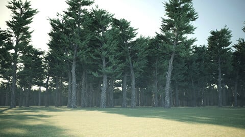 Conifer Forest 3d scene