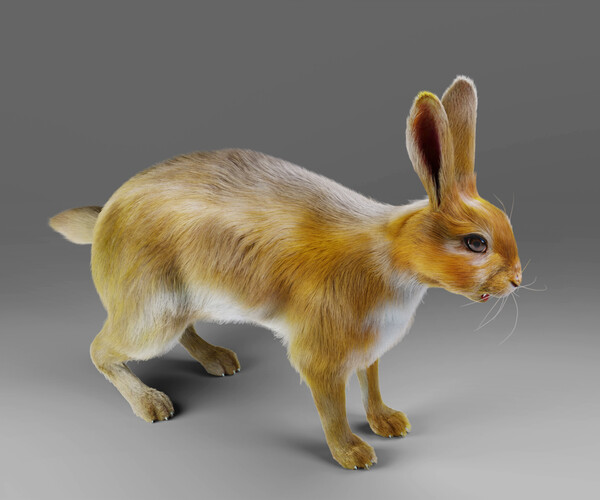 ArtStation - Fur Rabbit V01 Rigged in Blender | Game Assets