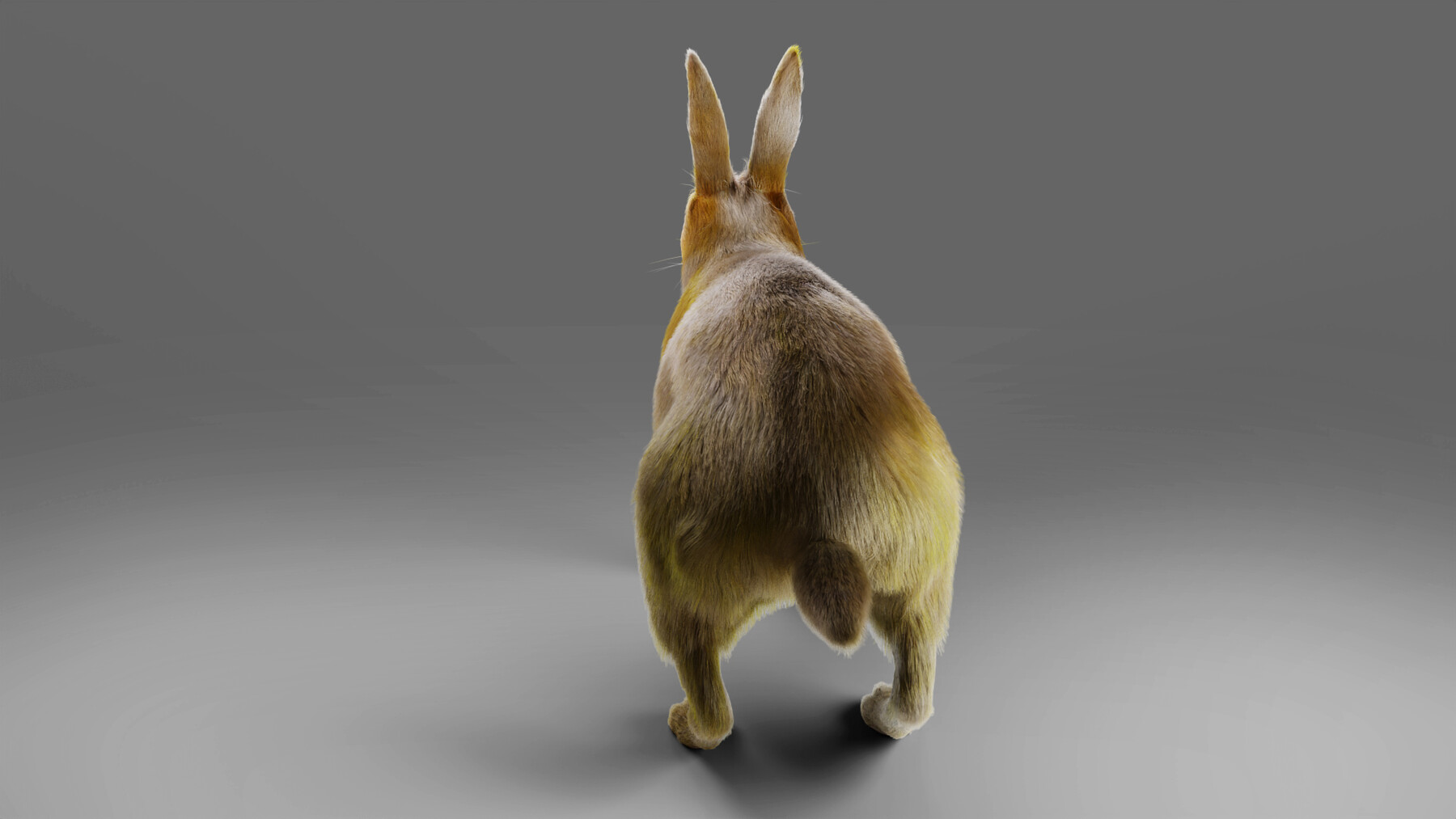 ArtStation - Fur Rabbit V01 Rigged in Blender | Game Assets