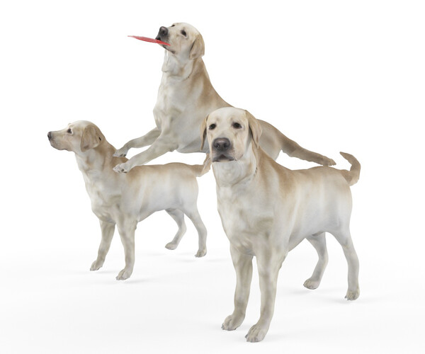 ArtStation - Labrador dog | Resources