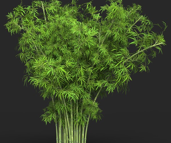 ArtStation - Bamboo Tree Collection | Resources