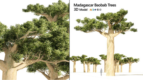 Madagascar Baobab Trees Set