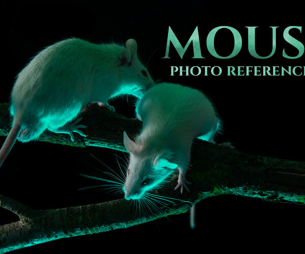 ArtStation - Mice - Photo Reference Pack For Artists 357 JPEGs noAI ...