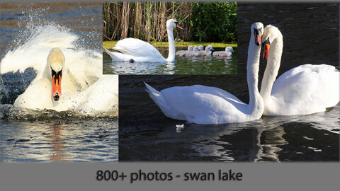 800+ photo reference of swans (swan lake)
