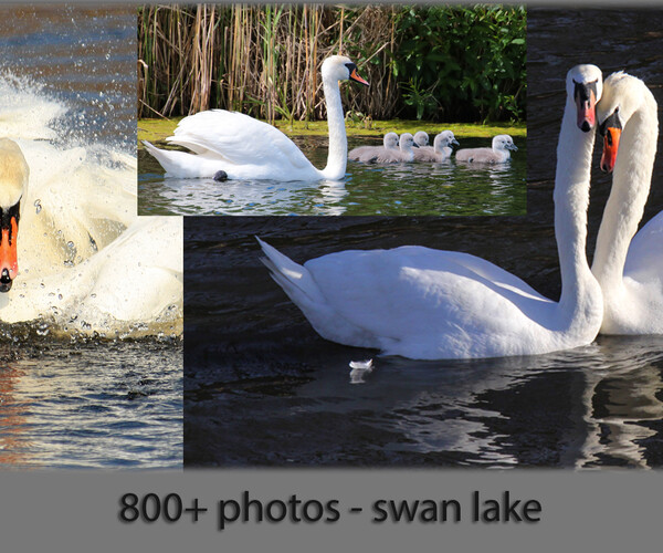 ArtStation 800+ photo reference of swans (swan lake) Resources