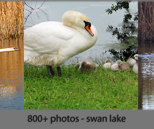 ArtStation 800+ photo reference of swans (swan lake) Resources