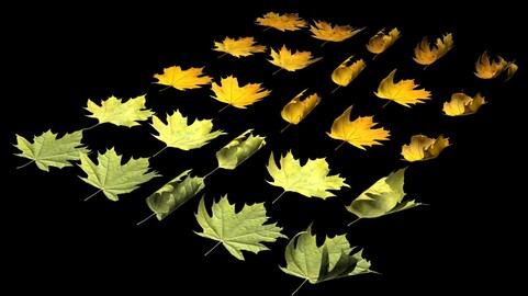 Autumn Leaves 3D Models OBJ with Textures