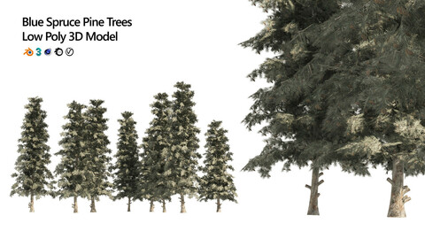 Blue Spruce Pine Trees