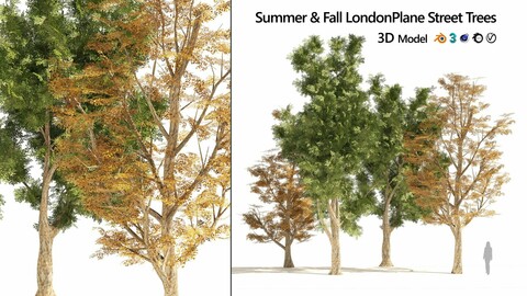 Summer & Autumn Street trees