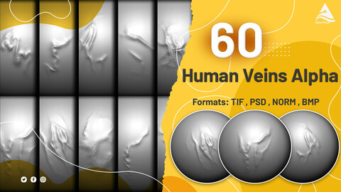 60 Human Veins Alpha ( Can be used for animal models )