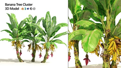 Banana tree plant cluster