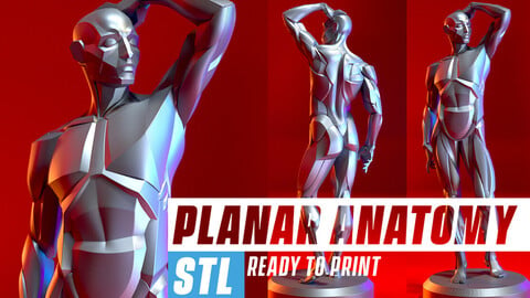 Planar Anatomy. STL