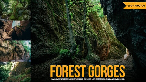 650+ Forest Gorges Reference Pictures