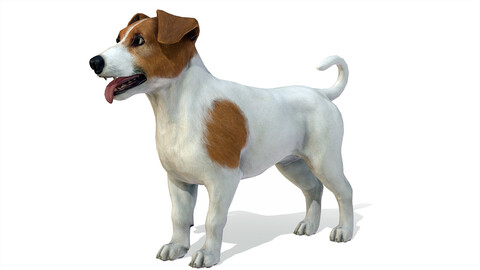 Dog - Jack Russell Terrier