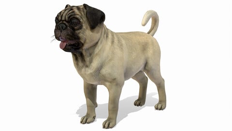 Dog - Pug