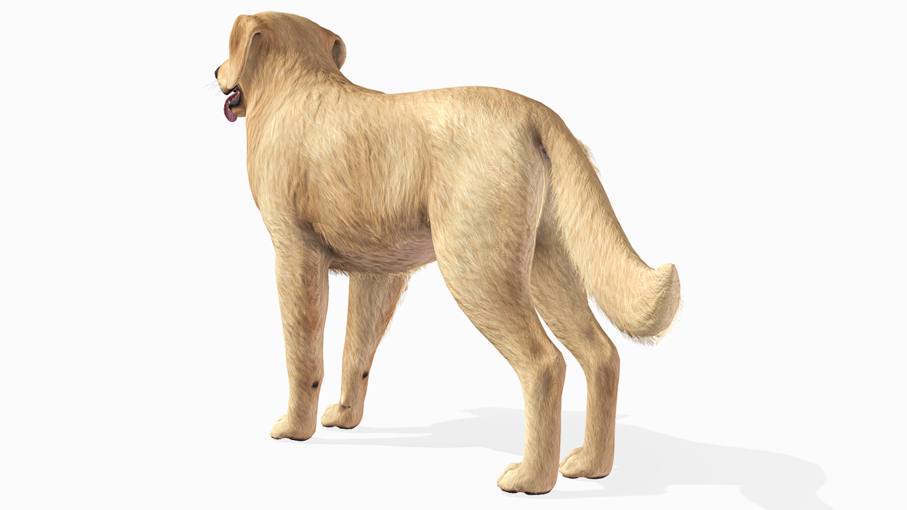 ArtStation Dog Golden Retriever Game Assets