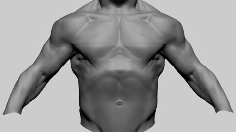 Male Torso B