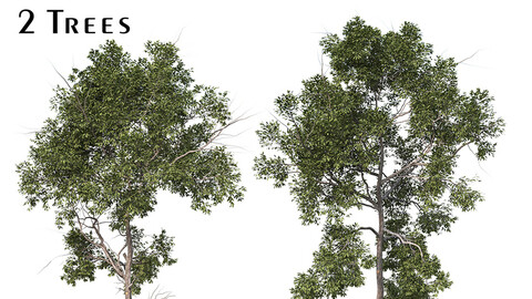 Set of Parashorea Chinensis Tree (Shorea wangtianshuea) (2 Trees) ( 3Ds MAX - Blender - Cinema4D - FBX - OBJ )