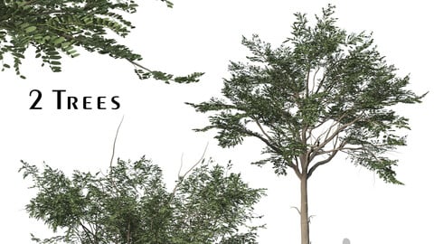 Set of Albizia Falcataria Tree (Falcataria Moluccana) (2 Trees) ( 3Ds MAX - Blender - Cinema4D - FBX - OBJ )
