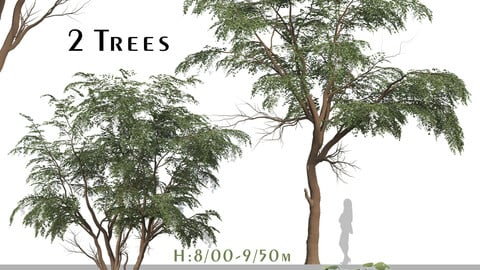 Set of Sophora Japonica Tree (Japanese Pagoda) ( 3Ds MAX - Blender -  Cinema4D - FBX - OBJ )