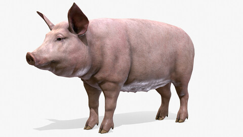 Pig