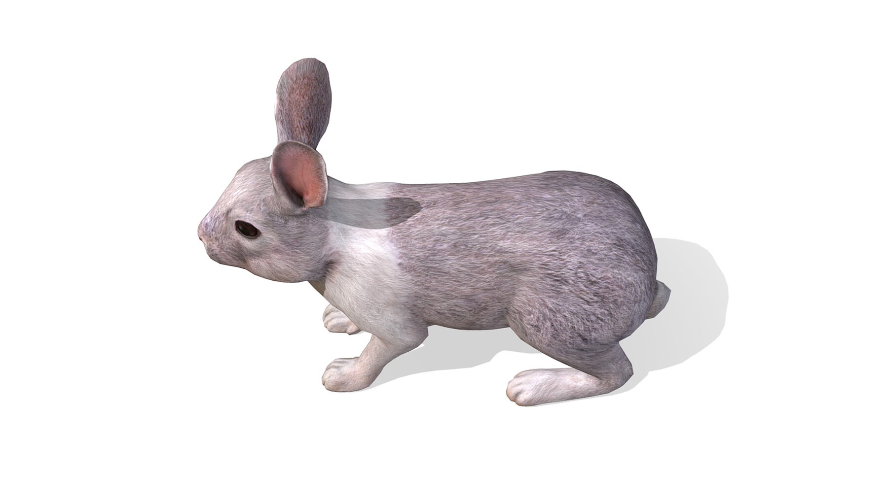 ArtStation - Rabbit | Game Assets