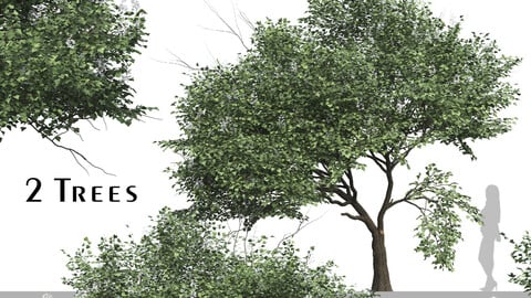 Set of Catalpa Ovata Tree ( Chinese Catalpa ) ( 2 Trees ) ( 3Ds MAX - Blender - Cinema4D - FBX - OBJ )