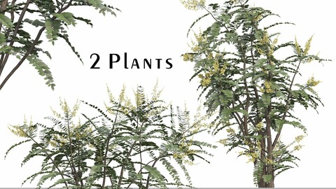 Set of Mahonia Media Plant (Oregon Grape) (2 Plants) ( 3Ds MAX - Blender - Cinema4D - FBX - OBJ )