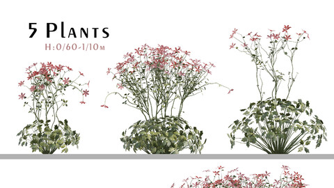 Set of Geranium palmatum Plant (Canary Island geranium) (5 Plants) ( 3Ds MAX - Blender - Cinema4D - FBX - OBJ )