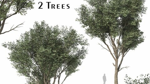 Set of Fraxinus Rhynchophylla Tree (Manna Ash) (2 Trees) ( 3Ds MAX - Blender - Cinema4D - FBX - OBJ )