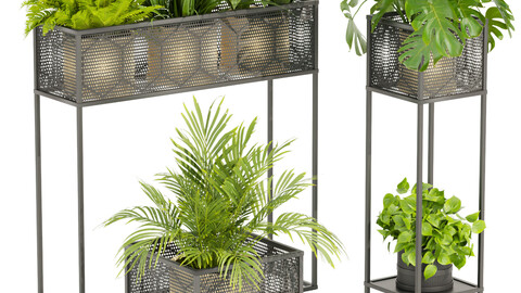 Collection plant vol 375 banana - pothos - fern - palm - monstera - blender - 3dmax - cinema 4d