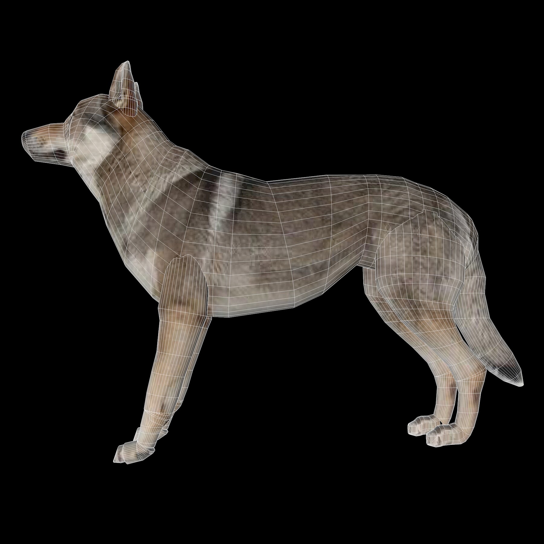 Модель wolf. Волк 3d модель.