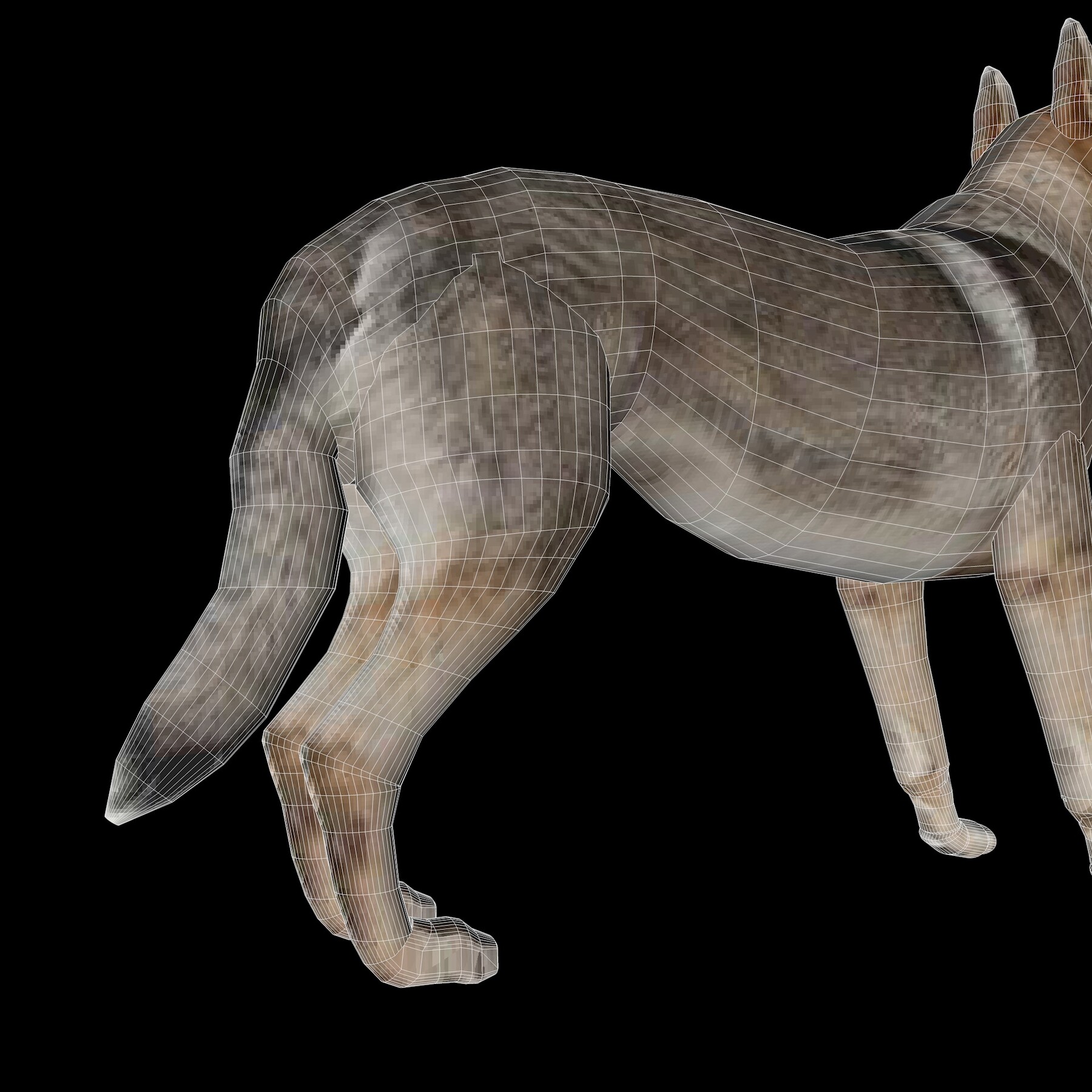 Модель wolf. Волк 3д модель. Волк 3d модель. Wolf 3d model.