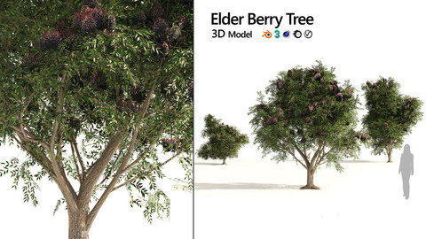 3 Elder Berry Fruit Trees
