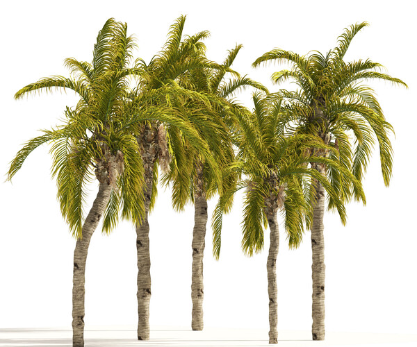 ArtStation - 5 Queen Palm Trees | Resources