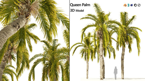 5 Queen Palm Trees