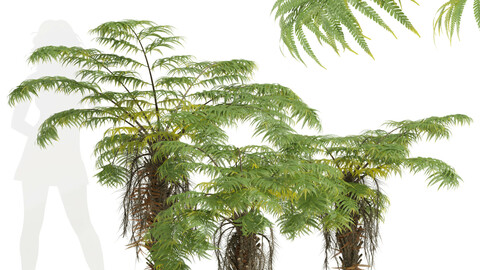 New Plant High detail Alsophila Spinulosa Fern Small