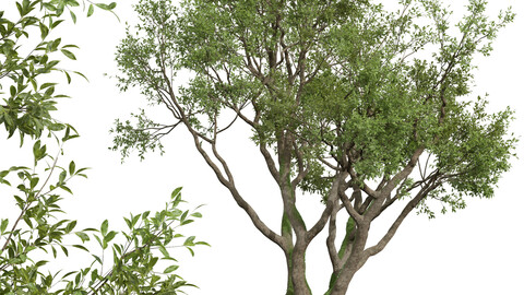 New Plant High detail Angel Oak Live Tree