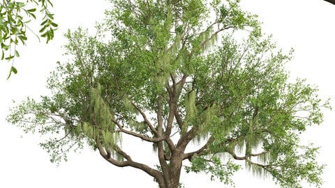 Angel Oak Live Tree Spanish Moss
