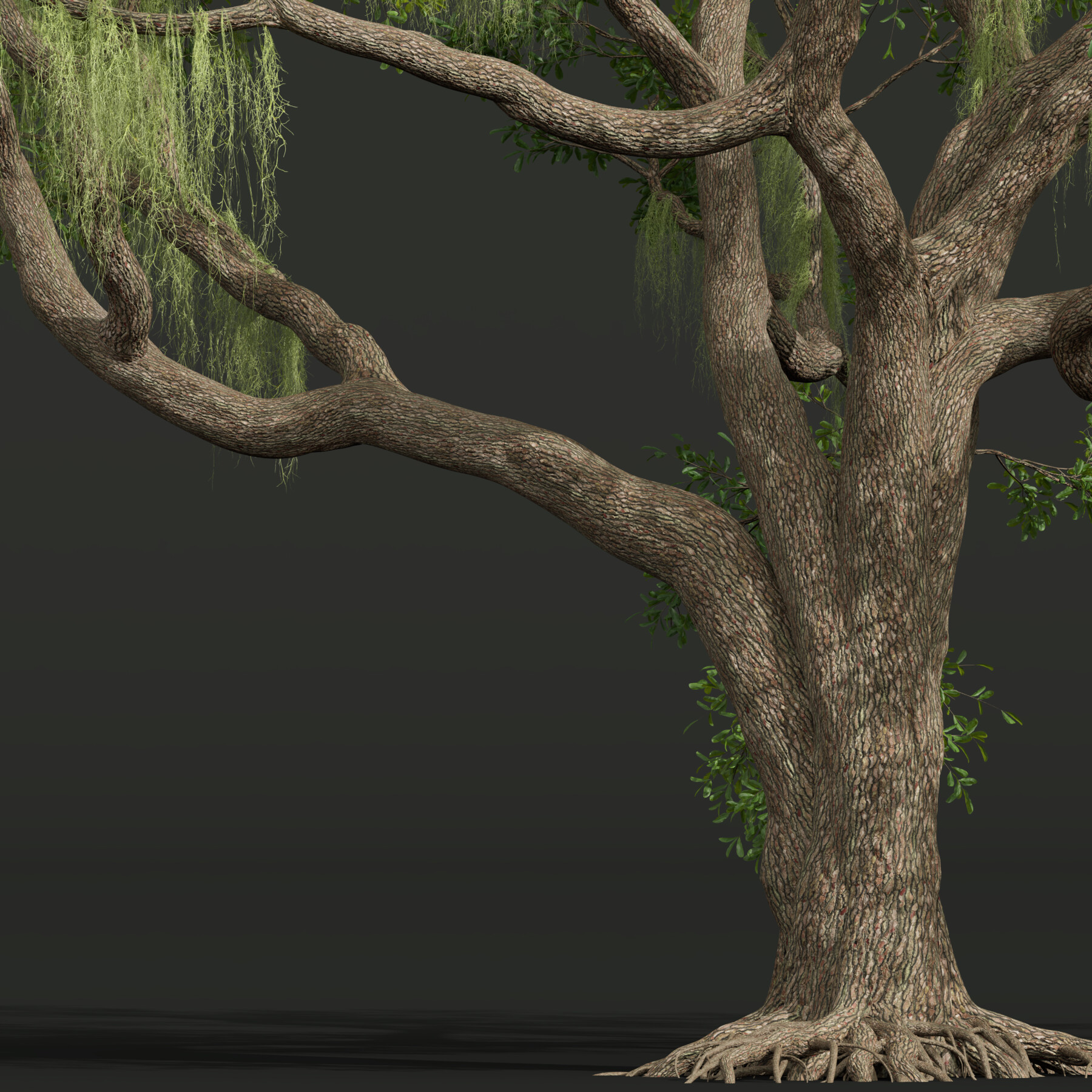 ArtStation Angel Oak Live Tree Spanish Moss Resources