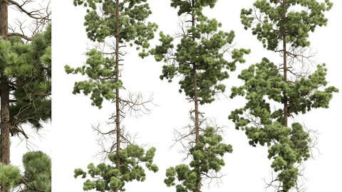 New Plant High detail Pinus Palustris02