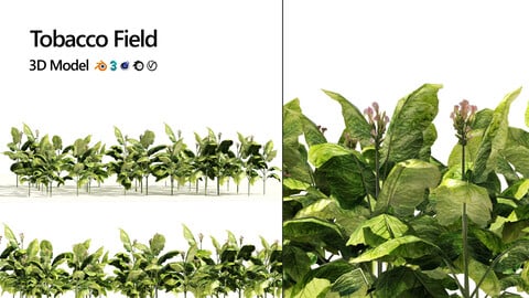 Tobacco Plants Field