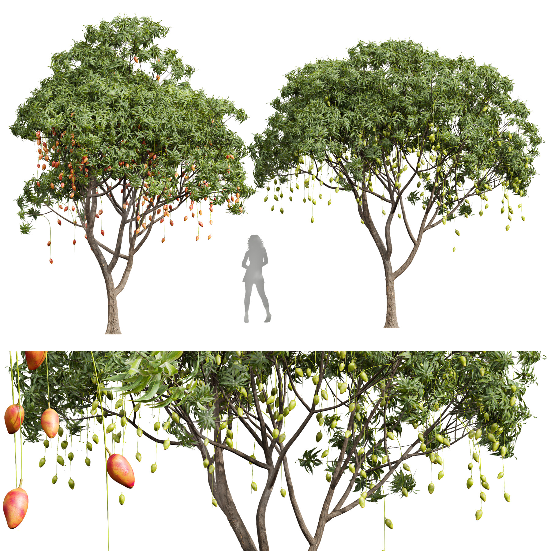 ArtStation New Plant High detail Mangifera Indica Mango Resources