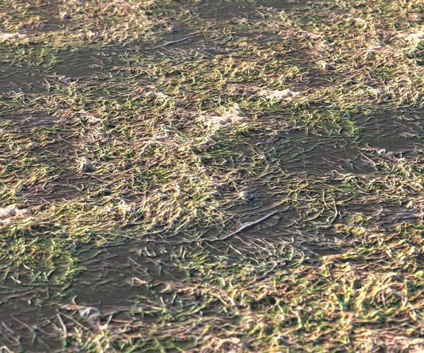 ArtStation Dry Grass 21 PBR Material Game Assets