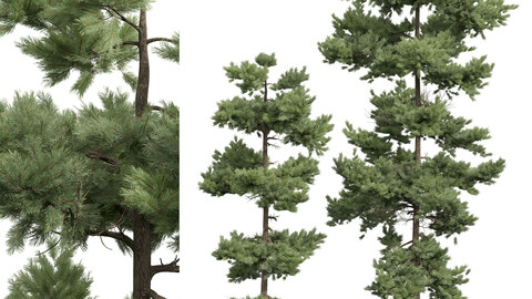 New Plant High detail Pinus Echinata