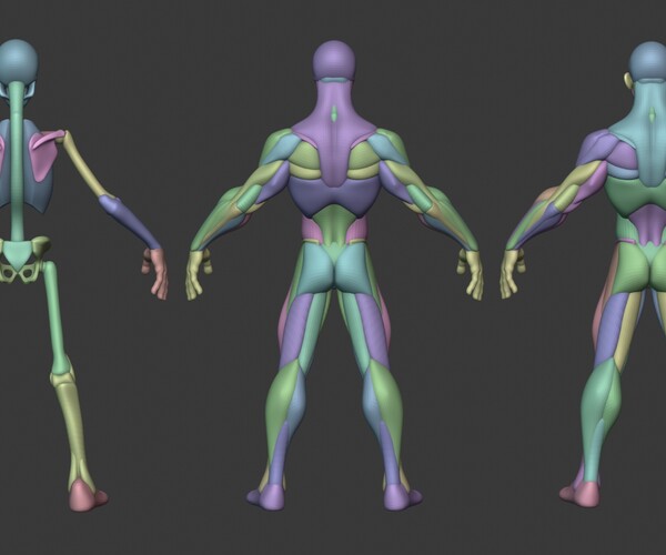 ArtStation - Stylized Male Anatomy Ecorche | Resources